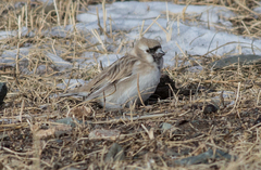 Montifringilla davidiana