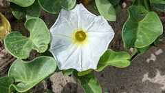 Ipomoea imperati