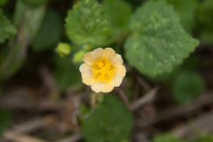 Sida cordata