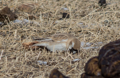 Montifringilla davidiana