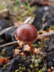 Deconica