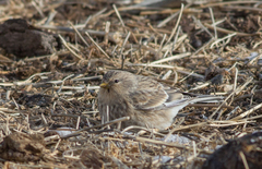 Linaria flavirostris