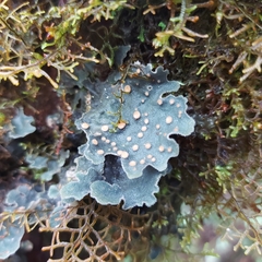 Lobariaceae