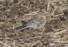 Linaria flavirostris