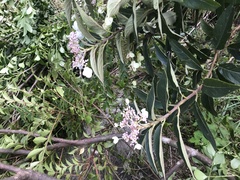 Hydrangea longifolia