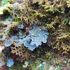 Lobariaceae