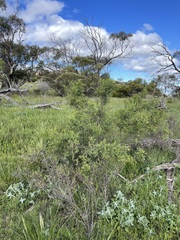 Pimelea microcephala microcephala