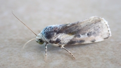 Acontia