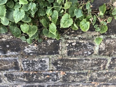 Campanula poscharskyana