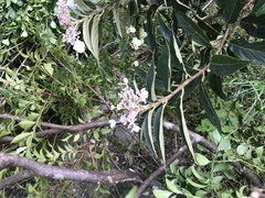 Hydrangea longifolia