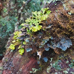 Lobariaceae