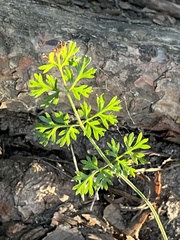 Scandiceae