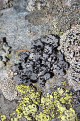 Umbilicaria cylindrica