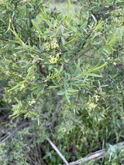 Pimelea microcephala microcephala