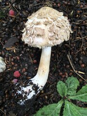 Chlorophyllum
