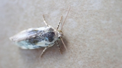 Acontia