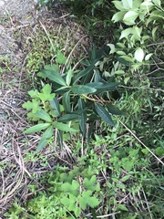 Hydrangea longifolia