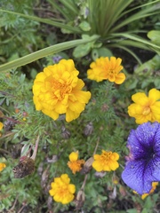 Tagetes