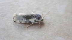 Acontia