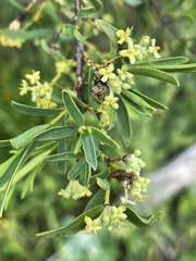 Pimelea microcephala microcephala
