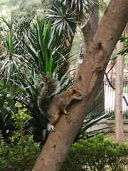 Sciurus aureogaster