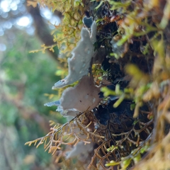 Lobariaceae