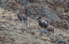 Ovis ammon
