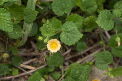 Sida cordata