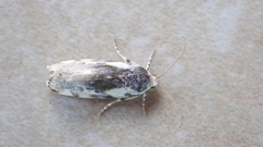 Acontia