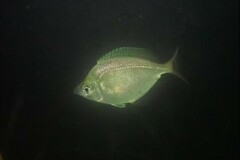 Parequula melbournensis