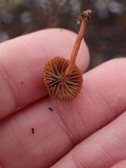 Deconica