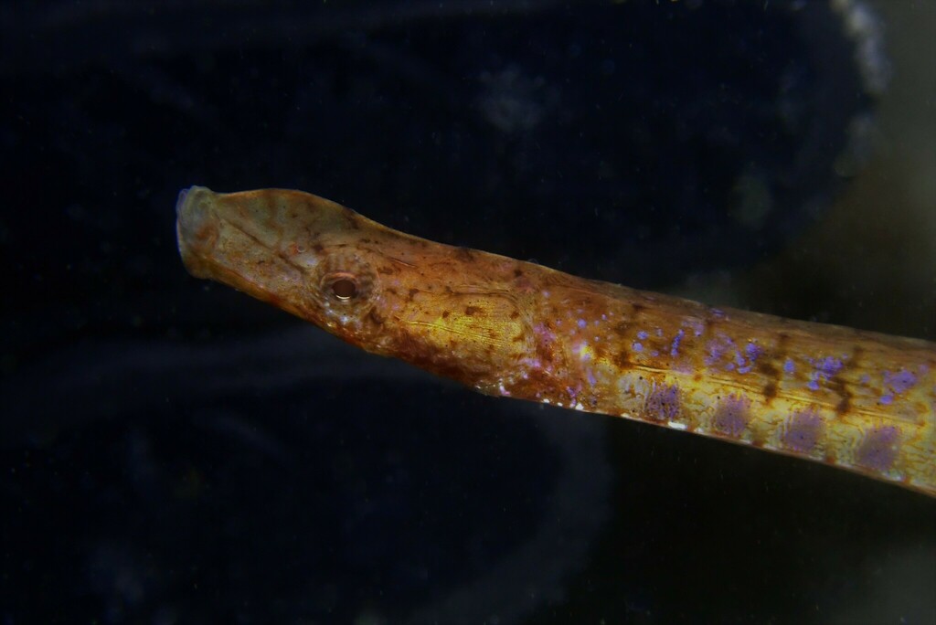 Cocks-Comb Pipefish