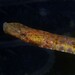 Rhino Pipefish - Photo (c) J. Martin Crossley, some rights reserved (CC BY-NC-SA), uploaded by J. Martin Crossley