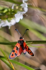 Zygaena fausta