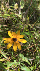 Rudbeckia