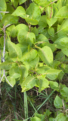 Syringa vulgaris