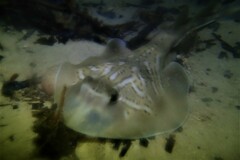 Trygonorrhina dumerilii