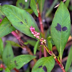 Persicaria maculosa