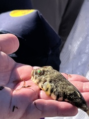 Sphoeroides maculatus