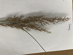 Sorghastrum