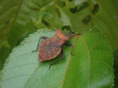 Piezogaster auriculatus