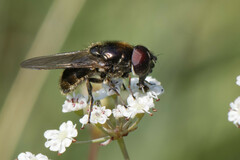 Cheilosia vulpina
