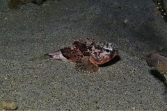 Maxillicosta scabriceps