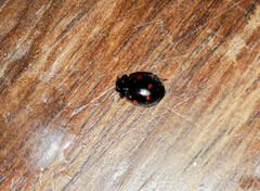 Exochomus quadripustulatus