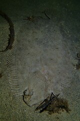 Pseudorhombus jenynsii