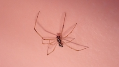 Coleosoma