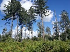 Pinus nigra