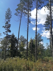 Pinus nigra