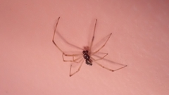 Coleosoma
