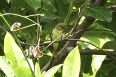 Pachyramphus polychopterus